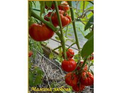 Томат Мамина любовь