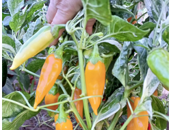 Перец острый Фиш оранжевый (Orange Fish Pepper)