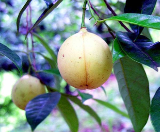 Мускатный орех (Myristica fragrans), плоды (10 мл) - 100% натуральное эфирное масло