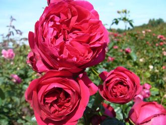Саженцы роз: доставка, цены, характеристики