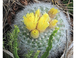 Notocactus scopa form (machadoense?) VG-1692 - 5 семян