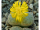 Lithops pseudotruncatella v. riehmerae (syn.edithiae) C097