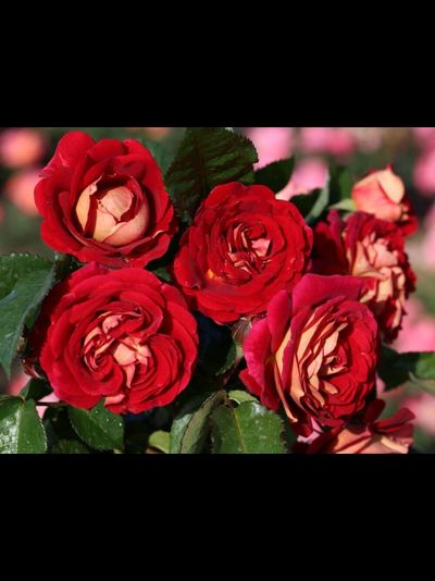 Ди Зеенсверте (Die Sehenswerte)