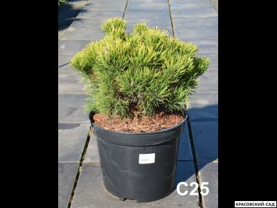 Сосна горная Карстенс Винтерголд - Carsten`s Wintergold