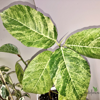 Ficus septica "gold splash" / фикус септика голд сплеш