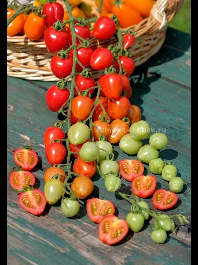 Томат Gardener's Sweetheart (Возлюбленная Садовода), 10 шт.