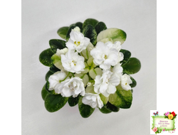 Scales White (Е. и Я. Немчиновы) 2025 г. (детка)