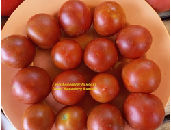Томат Гном Бандаберг Рамболл (Dwarf Bundaberg Rumball)