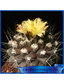 Copiapoa humilis "martima" KK 1709