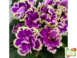 ЕК-Малахитовая Орхидея (Е. Коршунова) 2012 г.