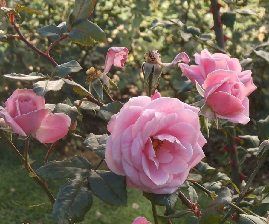 Саженцы роз в крыму. Розы в Крыму. Сорта роз Никитского ботанического сада.