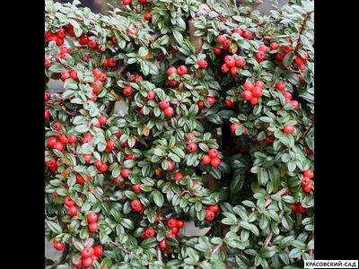 Кизильник Даммера Мэйджор - Major