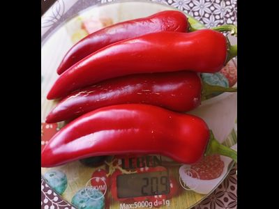 Перец сладкий Сладкий банан (Sweet Banana)