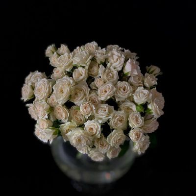 Кустовая роза 40 см. 15 шт