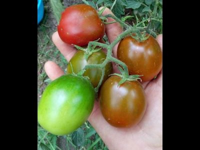 Томат Словенский черный  (Slovenian Black) США