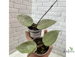 25/07/2025 Hoya Acuta silver