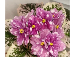 56) Rivermist Calypso 2020г