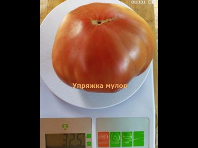 Томат Упряжка мулов (Mule Team)