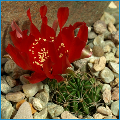 Lobivia cinnabarina v. walterspeilii R 73