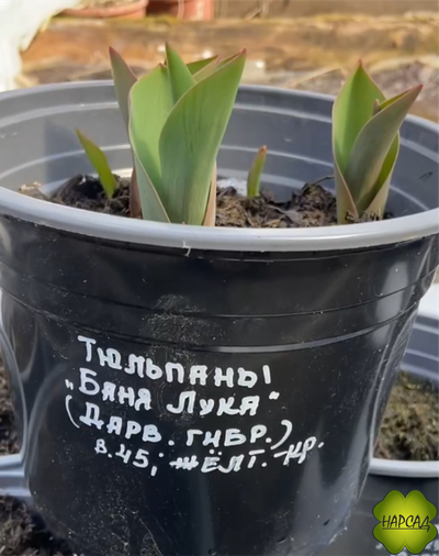 НАРЦИСЫ/ТЮЛЬПАНЫ В ГОРШКЕ (2-3 луковицы)