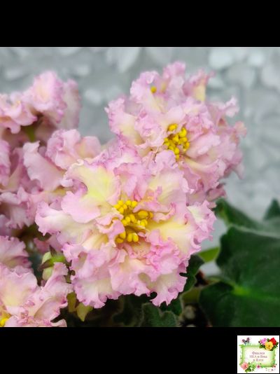 РМ-Яринка (Н. Скорнякова) 2021 г.