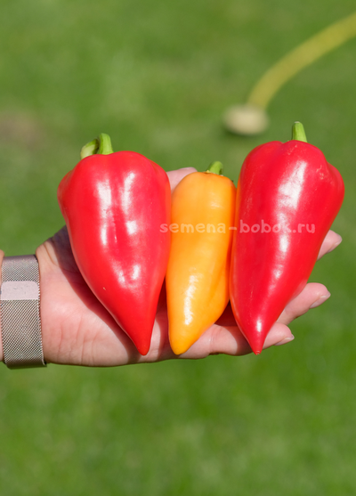 Перец сладкий Испанский Рико, 10 шт