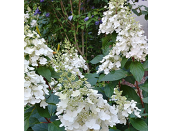 Грейт эскейп (Great Escape)