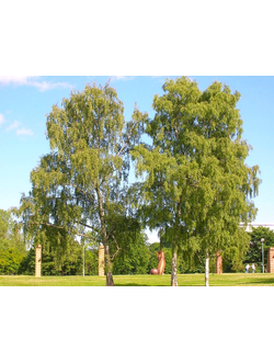 Береза повислая Alba Verrucosa