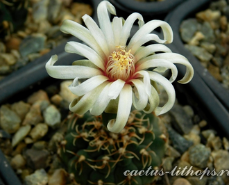 Gymnocalycium stellatum v.kleinianum VG-052 - 5 семян