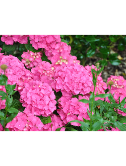 Гортензия крупнолистная  Alpengluhen