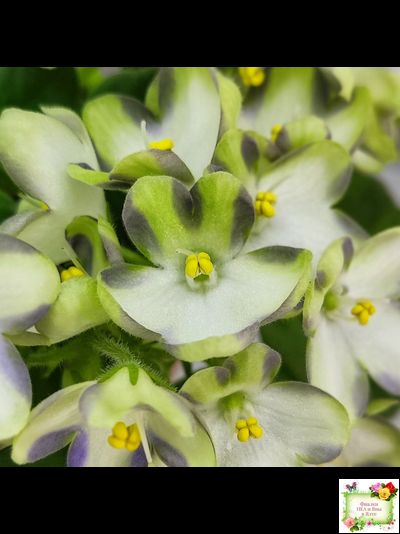 Марина Цветаева (А.Басенина) 2017 г. химера (сорт укоренённый пасынок)