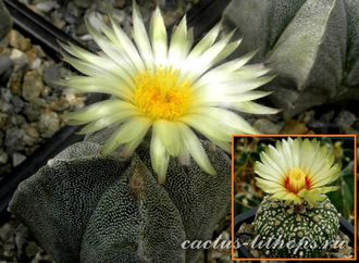 Astrophytum MY 4c Х AS hybr. - 5 семян