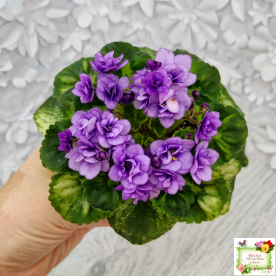 Little Caboose (H. Pittman) (гёрл-лист с кроновой пестролистностью)