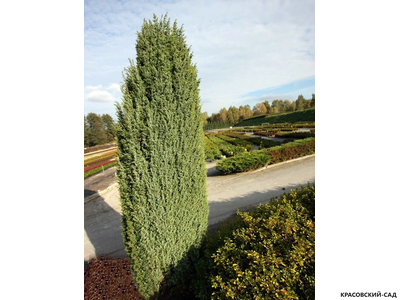 Можжевельник Майер