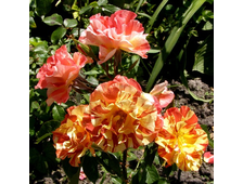 Самма Лодж (Summer Lodge) роза, ОКС