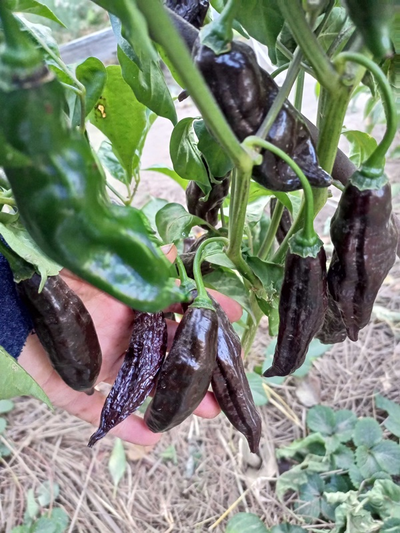 Перец острый  Machu Picchu