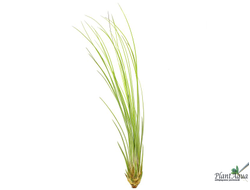 Тилландсия Juncea