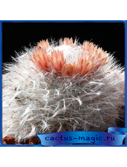 Mammillaria bocasana v. multilanata