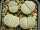 Lithops pseudotruncatella ssp. archerae С104 (MG) - 10 семян