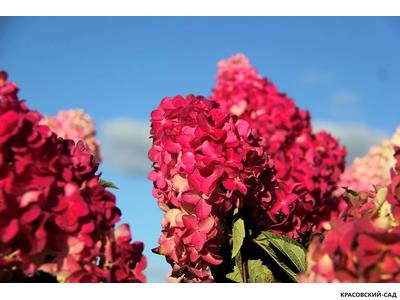 Гортензия Фрайс Мельба - Fraise Melba