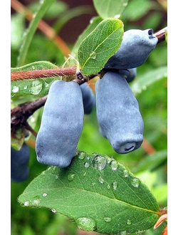 Жимолость  Славянка