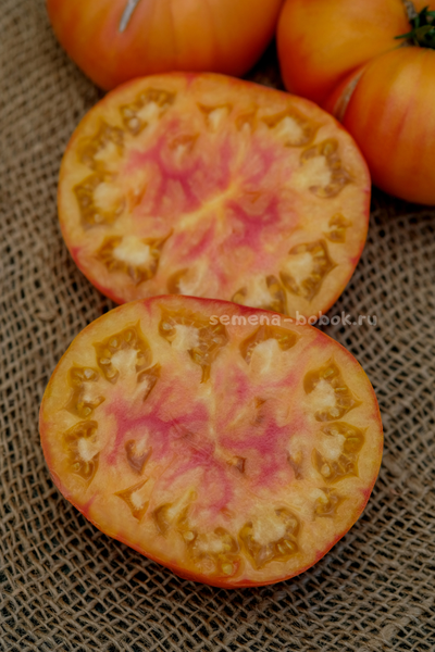 Томат Ярсон 34 (Jarson 34), 10 шт