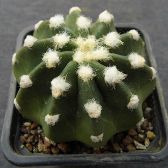 Echinopsis Subdenudata