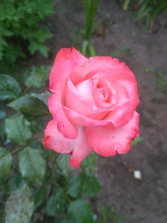 Визион (Vision), Ч/Г.