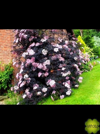 БУЗИНА ЧЕРНАЯ "БЛЭК ЛЭЙС" КРАСИВАЯ И ЛЕЧЕБНАЯ ПЛОДОВАЯ И ДЕКОРАТИВНАЯ (саженец 30 см)