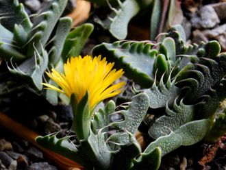 Faucaria tigrina (MG) - 5 семян