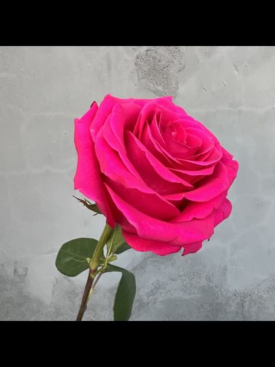 Роза Эквадор розовая