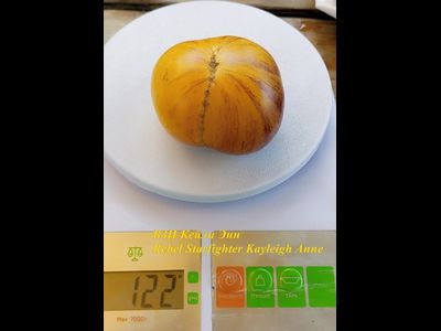 Томат Восставший Звездный Истребитель Кэйли Энн (Rebel Starfighter Kayleigh Anne)