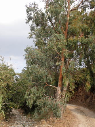 Эвкалипт камальдульский (Eucalyptus camaldulensis) Иран, 5 мл - 100% натуральное масло