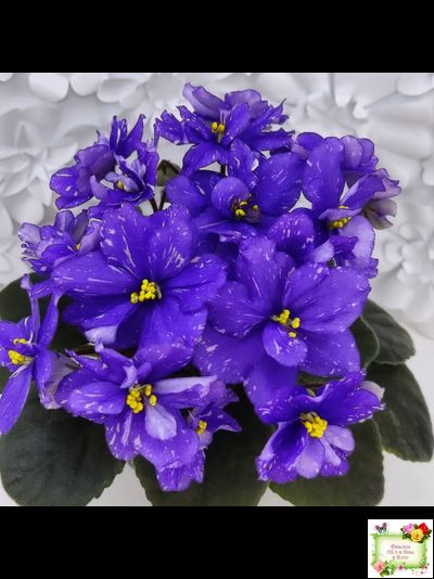 Н-Млечный Путь (Н. Бердникова)